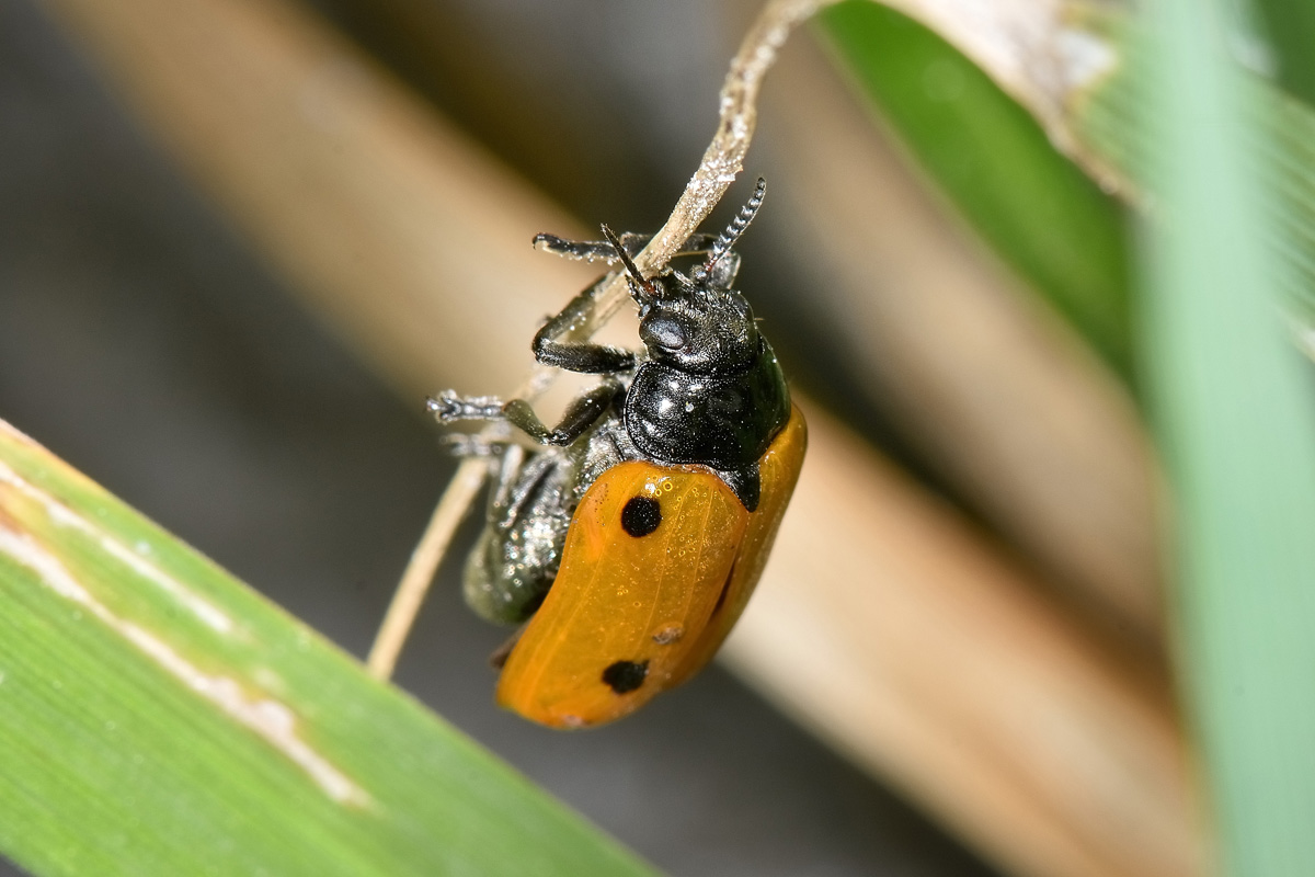 Chrysomelidae:  Clytra sp.?  S ! Clytra cfr. quadripunctata